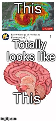Insane in the membrane | This; Totally looks like; This | image tagged in hurricane,brain,totally looks like,justjeff | made w/ Imgflip meme maker