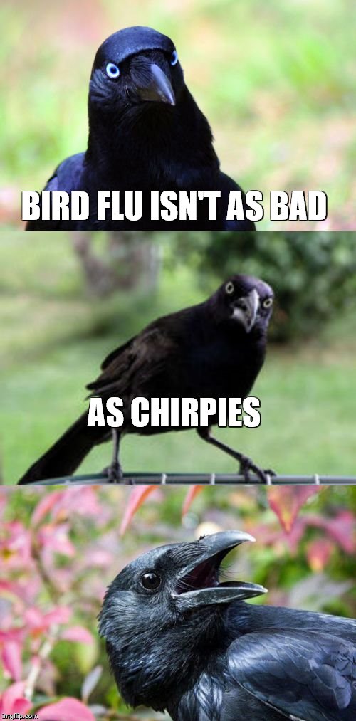 bad pun crow | BIRD FLU ISN'T AS BAD AS CHIRPIES | image tagged in bad pun crow | made w/ Imgflip meme maker