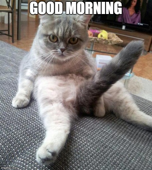Sexy Cat Meme | GOOD MORNING | image tagged in memes,sexy cat | made w/ Imgflip meme maker