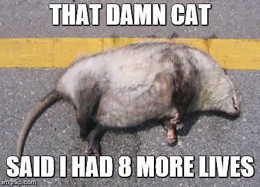 THAT DAMN CAT SAID I HAD 8 MORE LIVES | made w/ Imgflip meme maker