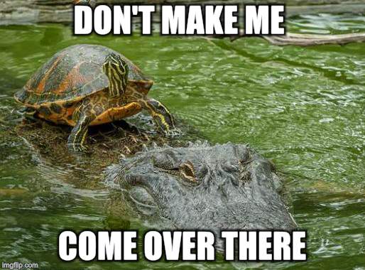 Turtle Train | DON'T MAKE ME; COME OVER THERE | image tagged in funny memes,animals,friends | made w/ Imgflip meme maker