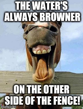 horsesmile | THE WATER'S ALWAYS BROWNER ON THE OTHER SIDE OF THE FENCE! | image tagged in horsesmile | made w/ Imgflip meme maker