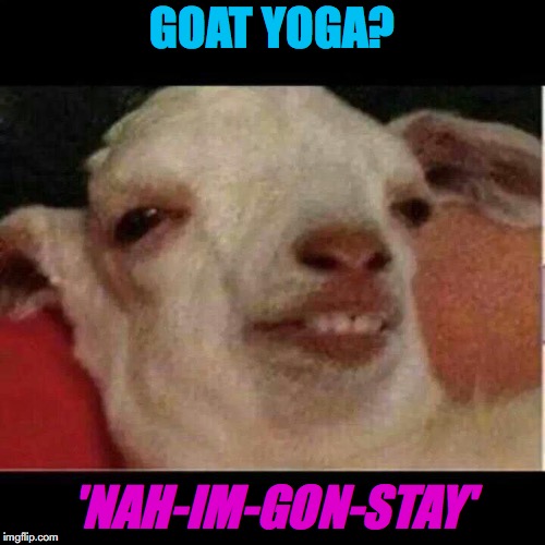 Namaste | GOAT YOGA? 'NAH-IM-GON-STAY' | image tagged in drunk goat,yoga,funny goat,funny memes,buddhism | made w/ Imgflip meme maker