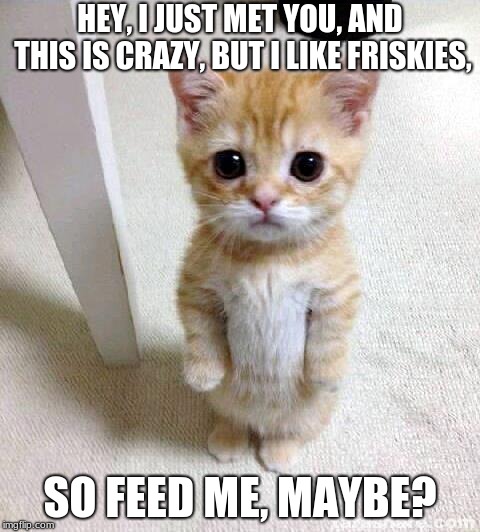 Cute Cat | HEY, I JUST MET YOU, AND THIS IS CRAZY, BUT I LIKE FRISKIES, SO FEED ME, MAYBE? | image tagged in memes,cute cat | made w/ Imgflip meme maker