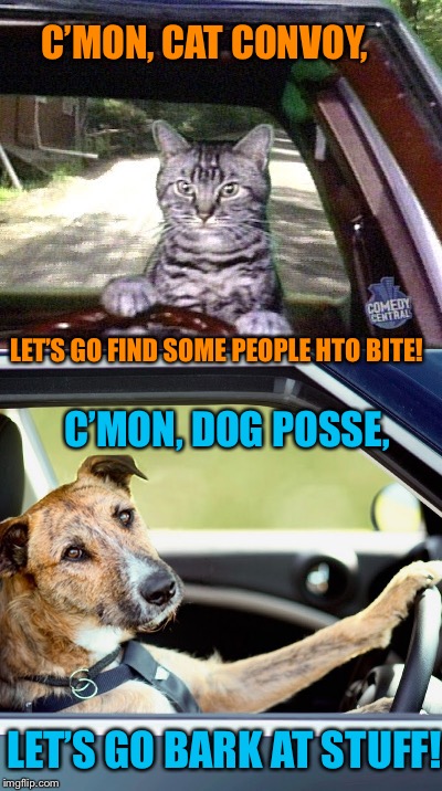 C’MON, CAT CONVOY, LET’S GO BARK AT STUFF! LET’S GO FIND SOME PEOPLE HTO BITE! C’MON, DOG POSSE, | made w/ Imgflip meme maker