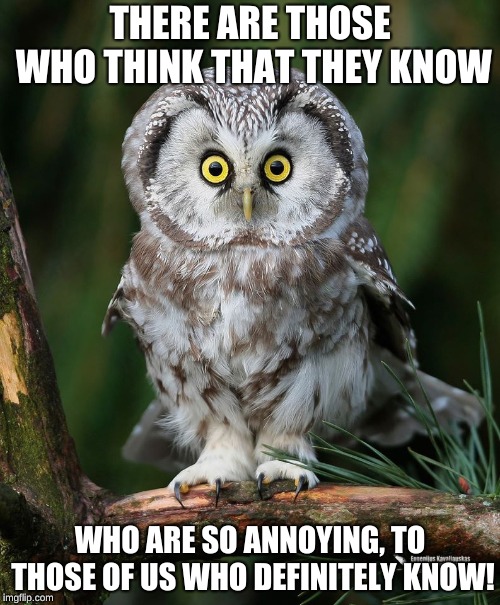 Owl | THERE ARE THOSE WHO THINK THAT THEY KNOW; WHO ARE SO ANNOYING, TO THOSE OF US WHO DEFINITELY KNOW! | image tagged in owl | made w/ Imgflip meme maker