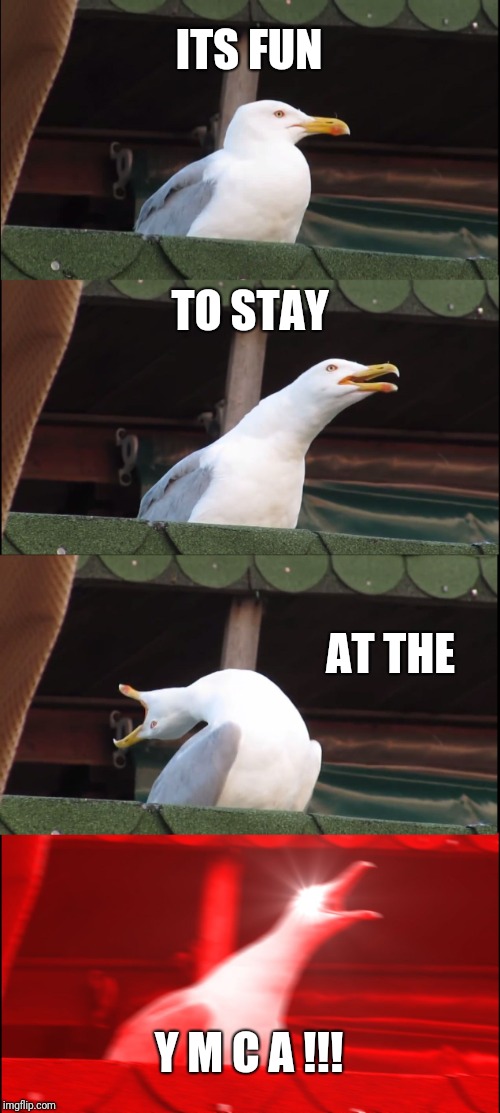 Inhaling Seagull Meme | ITS FUN TO STAY AT THE Y M C A !!! | image tagged in memes,inhaling seagull | made w/ Imgflip meme maker