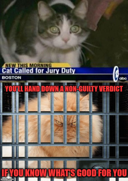 Cat Court | YOU'LL HAND DOWN A NON-GUILTY VERDICT; IF YOU KNOW WHAT'S GOOD FOR YOU | image tagged in funny memes,cats,jury duty,trial,jail | made w/ Imgflip meme maker