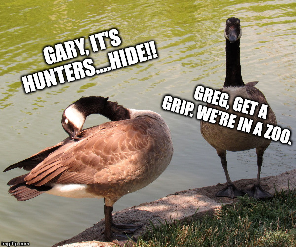two geese | GREG, GET A GRIP. WE'RE IN A ZOO. GARY, IT'S HUNTERS....HIDE!! | image tagged in two geese | made w/ Imgflip meme maker