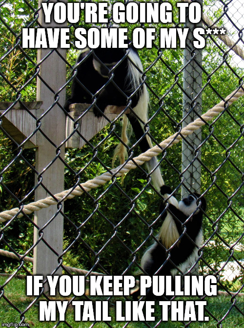 monkey pulling tail | YOU'RE GOING TO HAVE SOME OF MY S*** IF YOU KEEP PULLING MY TAIL LIKE THAT. | image tagged in monkey pulling tail | made w/ Imgflip meme maker