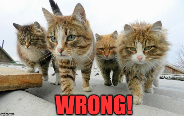 Cat gang | WRONG! | image tagged in cat gang | made w/ Imgflip meme maker