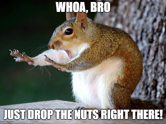 WHOA, BRO; JUST DROP THE NUTS RIGHT THERE! | image tagged in squirrel | made w/ Imgflip meme maker