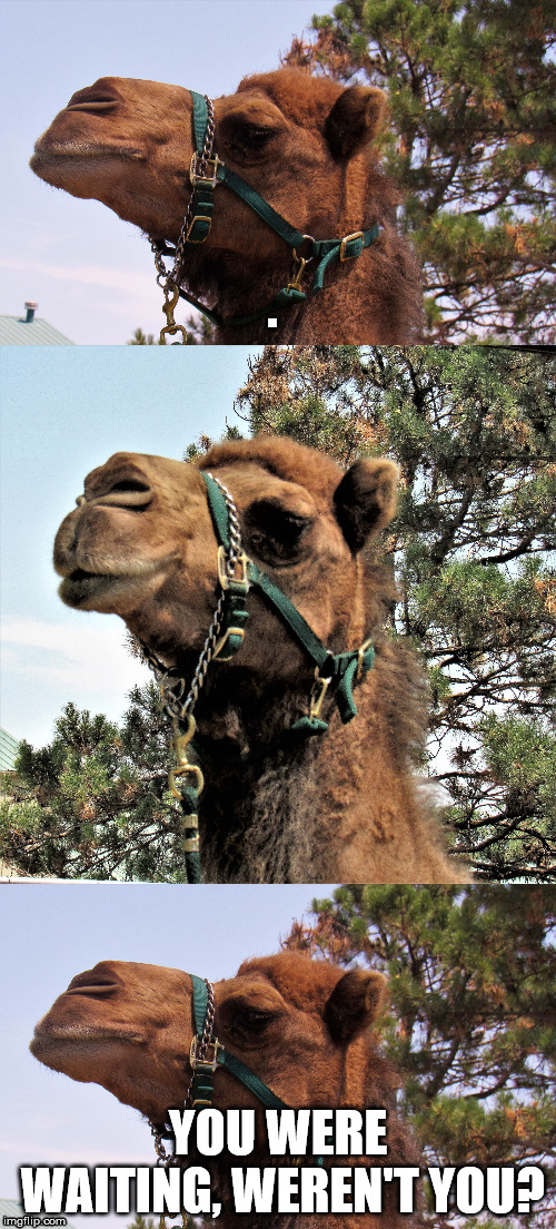Fake out Week Camel | YOU WERE WAITING, WEREN'T YOU? | image tagged in camel joker | made w/ Imgflip meme maker