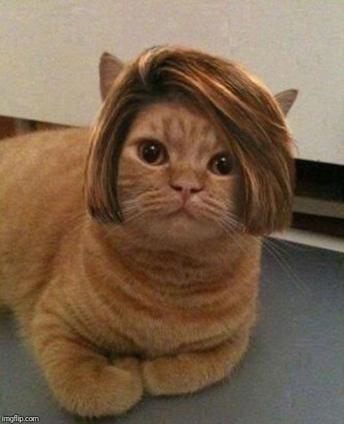 Cat manager hairstyle | . | image tagged in cat manager hairstyle | made w/ Imgflip meme maker