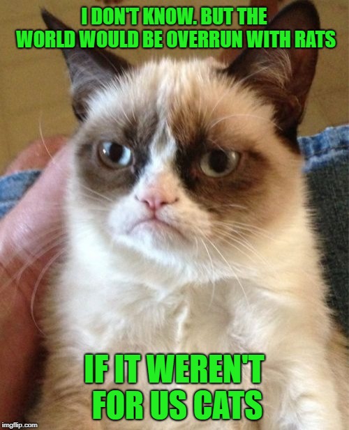 Grumpy Cat Meme | I DON'T KNOW. BUT THE WORLD WOULD BE OVERRUN WITH RATS IF IT WEREN'T FOR US CATS | image tagged in memes,grumpy cat | made w/ Imgflip meme maker