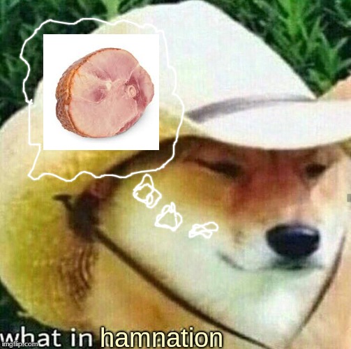 What in tarnation dog | hamnation | image tagged in what in tarnation dog | made w/ Imgflip meme maker