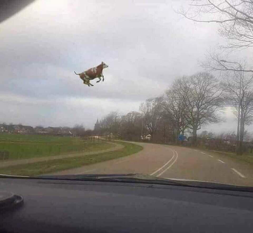 High Quality Cows Fly Blank Meme Template