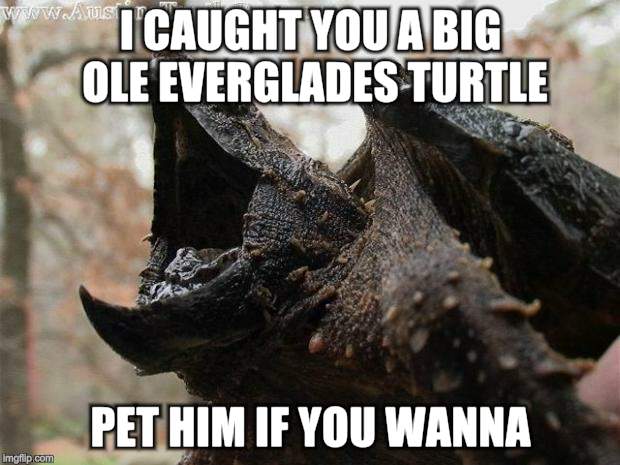 Alligator Snapping Turtle | I CAUGHT YOU A BIG OLE EVERGLADES TURTLE PET HIM IF YOU WANNA | image tagged in alligator snapping turtle | made w/ Imgflip meme maker