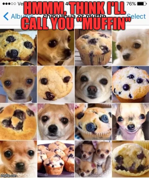 Blueberry? | HMMM, THINK I'LL CALL YOU "MUFFIN" | image tagged in dogie,muffin | made w/ Imgflip meme maker
