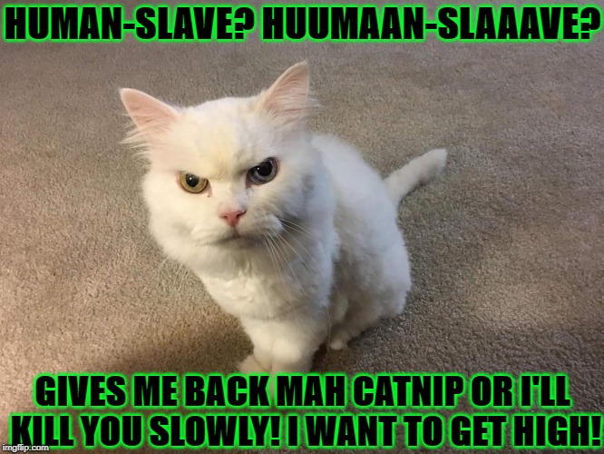 MAH CATNIP | HUMAN-SLAVE? HUUMAAN-SLAAAVE? GIVES ME BACK MAH CATNIP OR I'LL KILL YOU SLOWLY! I WANT TO GET HIGH! | image tagged in mah catnip | made w/ Imgflip meme maker