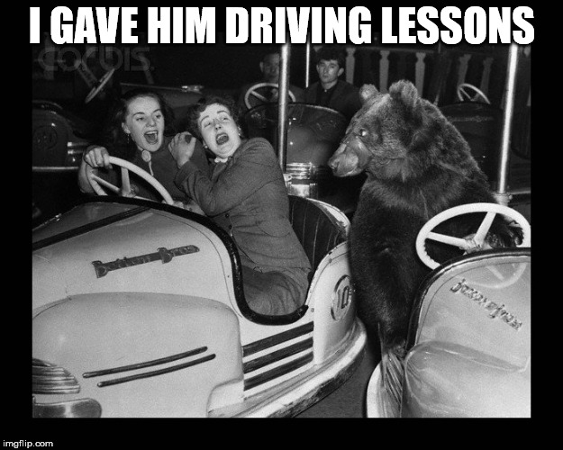 I GAVE HIM DRIVING LESSONS | image tagged in bear driving | made w/ Imgflip meme maker