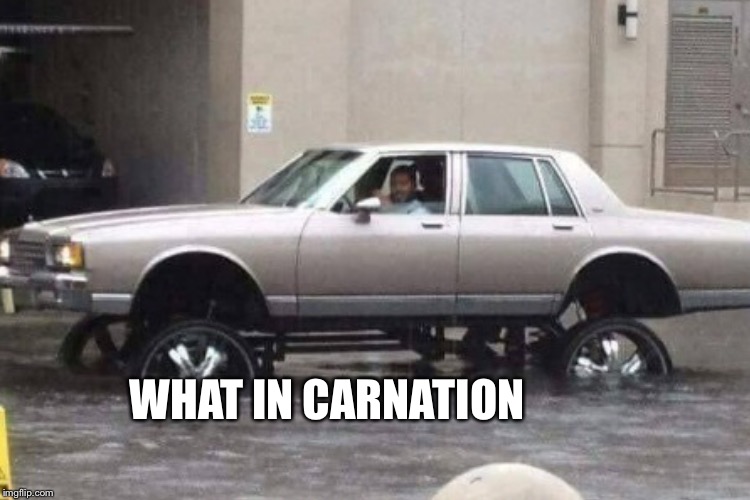 WHAT IN CARNATION | made w/ Imgflip meme maker