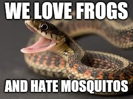 Warning Snake | WE LOVE FROGS AND HATE MOSQUITOS | image tagged in warning snake | made w/ Imgflip meme maker