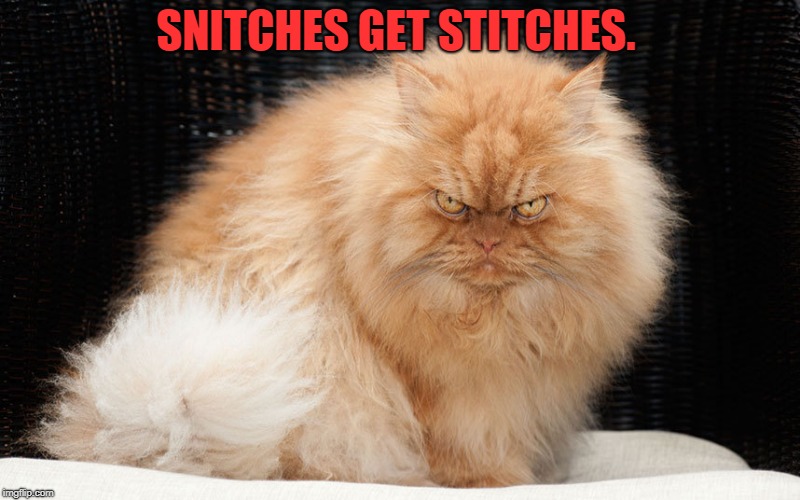 Angry Cat | SNITCHES GET STITCHES. | image tagged in angry cat | made w/ Imgflip meme maker