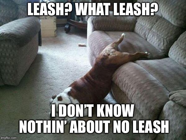 He hid it so we wouldn’t walk. | LEASH? WHAT LEASH? I DON’T KNOW NOTHIN’ ABOUT NO LEASH | image tagged in lazy dog | made w/ Imgflip meme maker