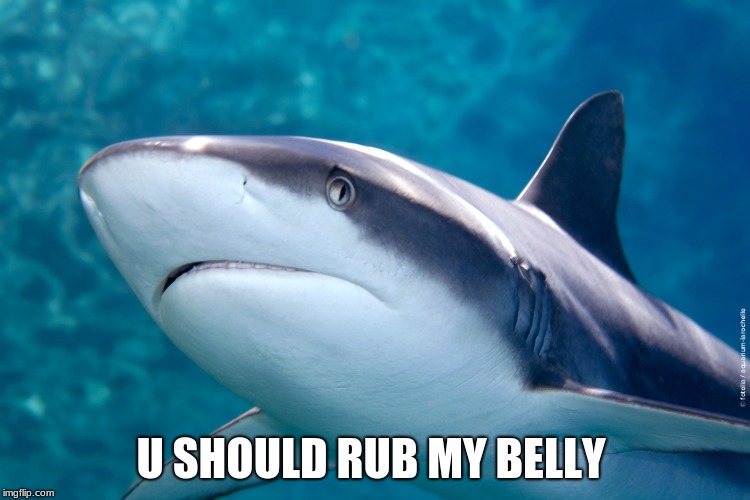 U SHOULD RUB MY BELLY | image tagged in shark | made w/ Imgflip meme maker