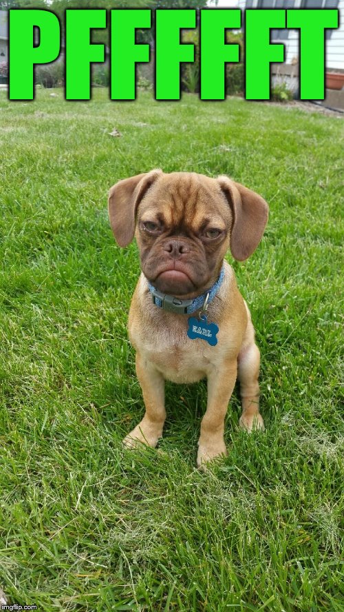 Earl The Grumpy Dog | PFFFFFT | image tagged in earl the grumpy dog | made w/ Imgflip meme maker