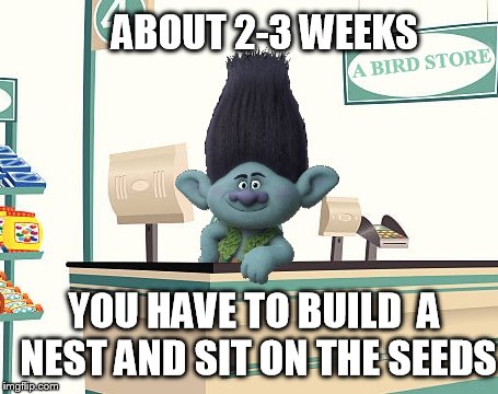 A BIRD STORE ABOUT 2-3 WEEKS YOU HAVE TO BUILD  A NEST AND SIT ON THE SEEDS | made w/ Imgflip meme maker