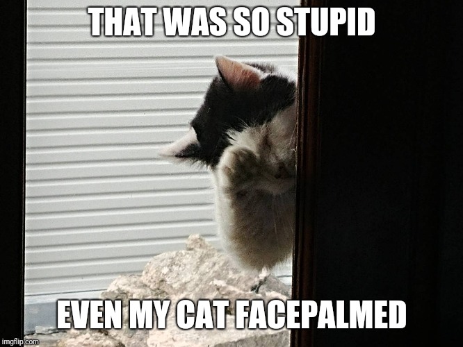THAT WAS SO STUPID; EVEN MY CAT FACEPALMED | image tagged in cat facepalm | made w/ Imgflip meme maker