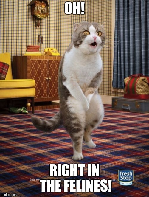 Gotta Go Cat Meme | OH! RIGHT IN THE FELINES! | image tagged in memes,gotta go cat | made w/ Imgflip meme maker
