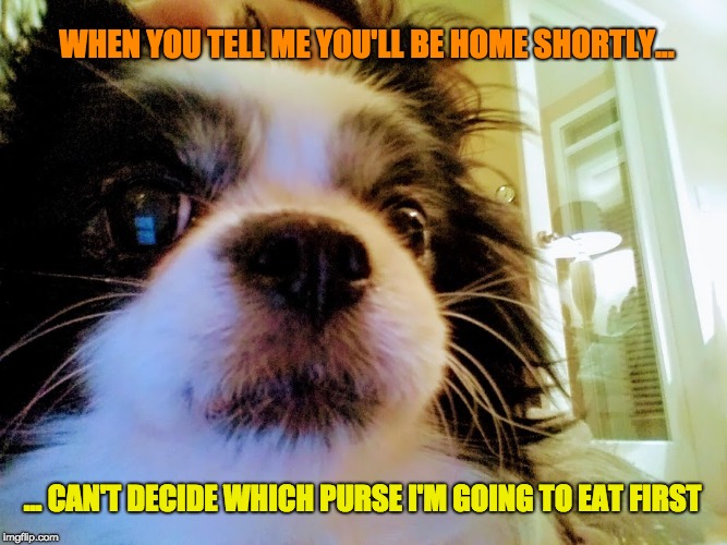 WHEN YOU TELL ME YOU'LL BE HOME SHORTLY... ... CAN'T DECIDE WHICH PURSE I'M GOING TO EAT FIRST | image tagged in that look i give | made w/ Imgflip meme maker