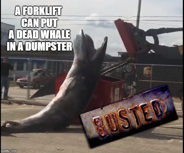 Mythbusters seems to be kind of really stretching it for topics lately... | A FORKLIFT CAN PUT A DEAD WHALE IN A DUMPSTER | image tagged in myth busted,wtf,why | made w/ Imgflip meme maker