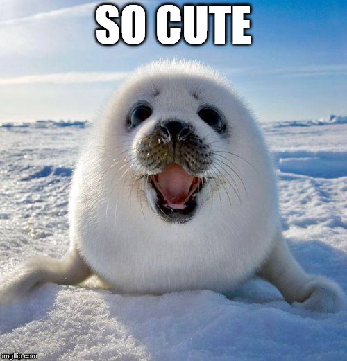 cute seal | SO CUTE | image tagged in cute seal | made w/ Imgflip meme maker
