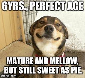 Good Dog Greg | 6YRS., PERFECT AGE; MATURE AND MELLOW, BUT STILL SWEET AS PIE. | image tagged in good dog greg | made w/ Imgflip meme maker