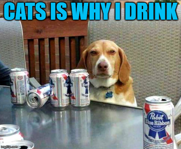 Drunk dog | CATS IS WHY I DRINK | image tagged in beer dog | made w/ Imgflip meme maker