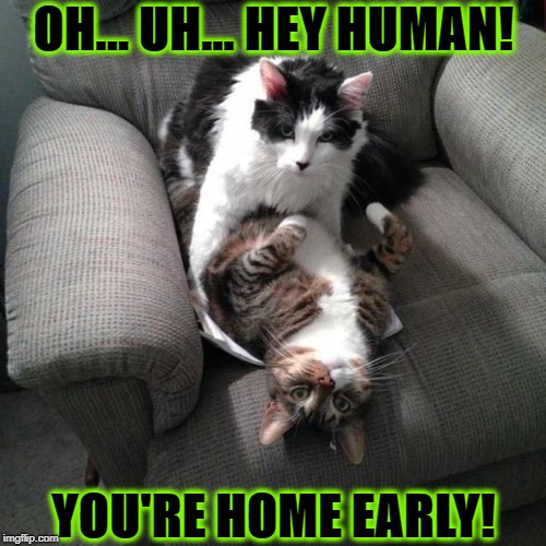 OH... UH... HEY HUMAN! YOU'RE HOME EARLY! | image tagged in home early | made w/ Imgflip meme maker