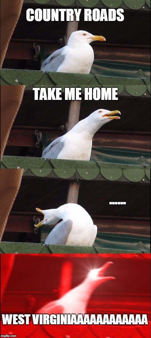 COUNTRY ROADS | COUNTRY ROADS; TAKE ME HOME; ...... WEST VIRGINIAAAAAAAAAAAA | image tagged in memes,inhaling seagull | made w/ Imgflip meme maker