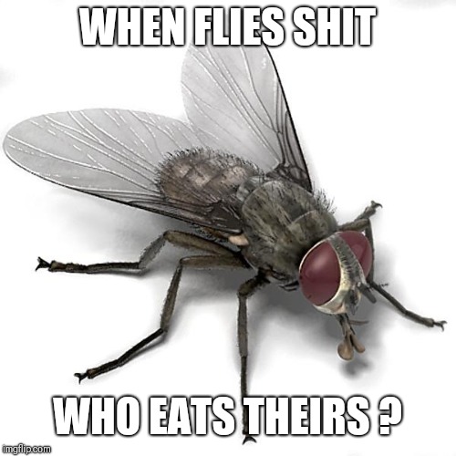 Scumbag House Fly | WHEN FLIES SHIT; WHO EATS THEIRS ? | image tagged in scumbag house fly | made w/ Imgflip meme maker