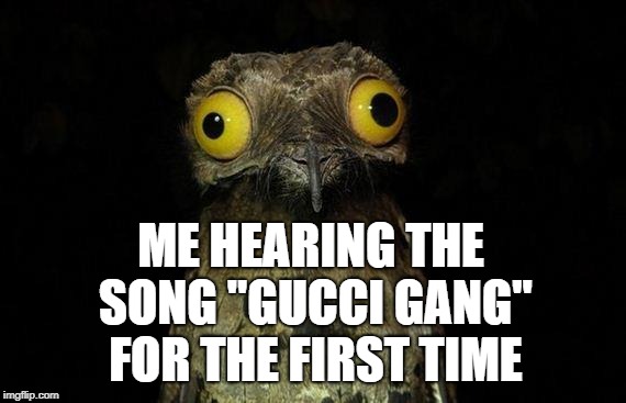 Mumble Rap FTW | ME HEARING THE SONG "GUCCI GANG" FOR THE FIRST TIME | image tagged in memes,weird stuff i do potoo,mumble rap,rap,hip hop,lil pump | made w/ Imgflip meme maker
