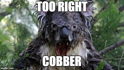 Angry Koala Meme | TOO RIGHT COBBER | image tagged in memes,angry koala | made w/ Imgflip meme maker