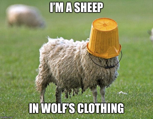 stupid sheep | I’M A SHEEP; IN WOLF’S CLOTHING | image tagged in stupid sheep | made w/ Imgflip meme maker