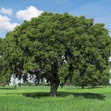 Tree | image tagged in tree | made w/ Imgflip meme maker