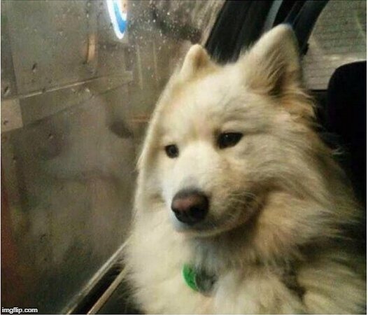 sad dog | image tagged in sad dog | made w/ Imgflip meme maker