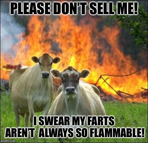 Evil Cows | PLEASE DON’T SELL ME! -Her0; I SWEAR MY FARTS AREN’T  ALWAYS SO FLAMMABLE! | image tagged in memes,evil cows | made w/ Imgflip meme maker