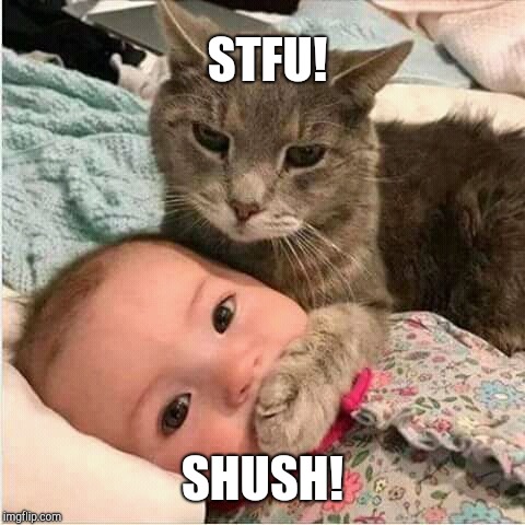 Screaminass.... | STFU! SHUSH! | image tagged in stfu,cats | made w/ Imgflip meme maker