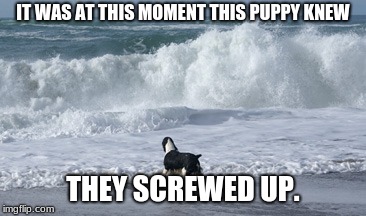IT WAS AT THIS MOMENT THIS PUPPY KNEW; THEY SCREWED UP. | image tagged in puppy | made w/ Imgflip meme maker